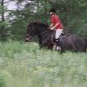 A nice canter up a hill, ideal to teach a young horse to canter in balance.