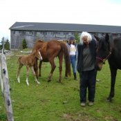 People can feel safe in a herd of well behaved horses.