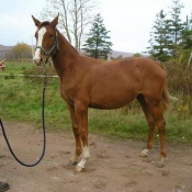 Young horse standing quietly.