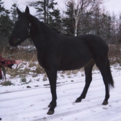 A young horse during ground work