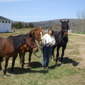 Two mares and a stallion, all perfectly behaved.