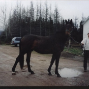 A young horse happy after work.