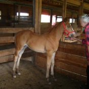 Baby learning about the halter.