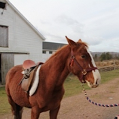 Two year old learning that a saddle is not scary.