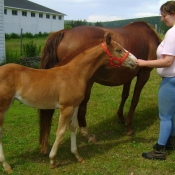 3 months old foal is very sociable.