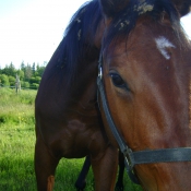 Some horses have to stick their nose right into the camera.