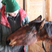 Horses of all ages should feel secure around people and behave.