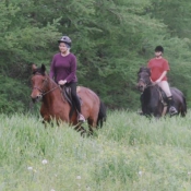 A young horse follows an older one on the first trail ride