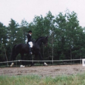 Fantastic Boy, Westfalen Warmblood Stallion