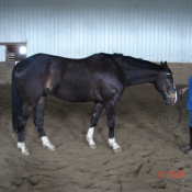 Happy horse after the clinic.