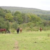 A natural environment for horses.
