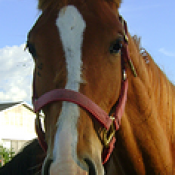 Young horses always interested in people.