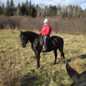 Young horse has learned to be confident on a trail ride.