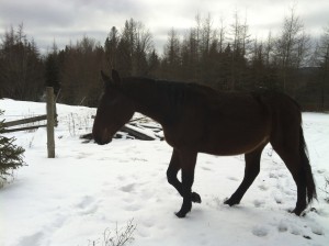 horses dec 17 2012 047